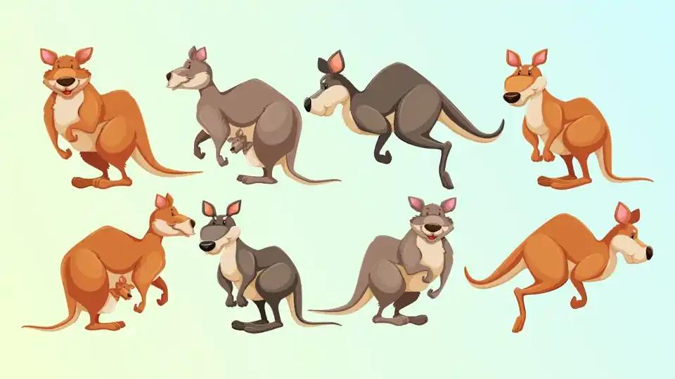 Jumpy Kangaroo